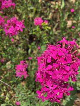 Image of Atocion armeria (L.) Fourr.