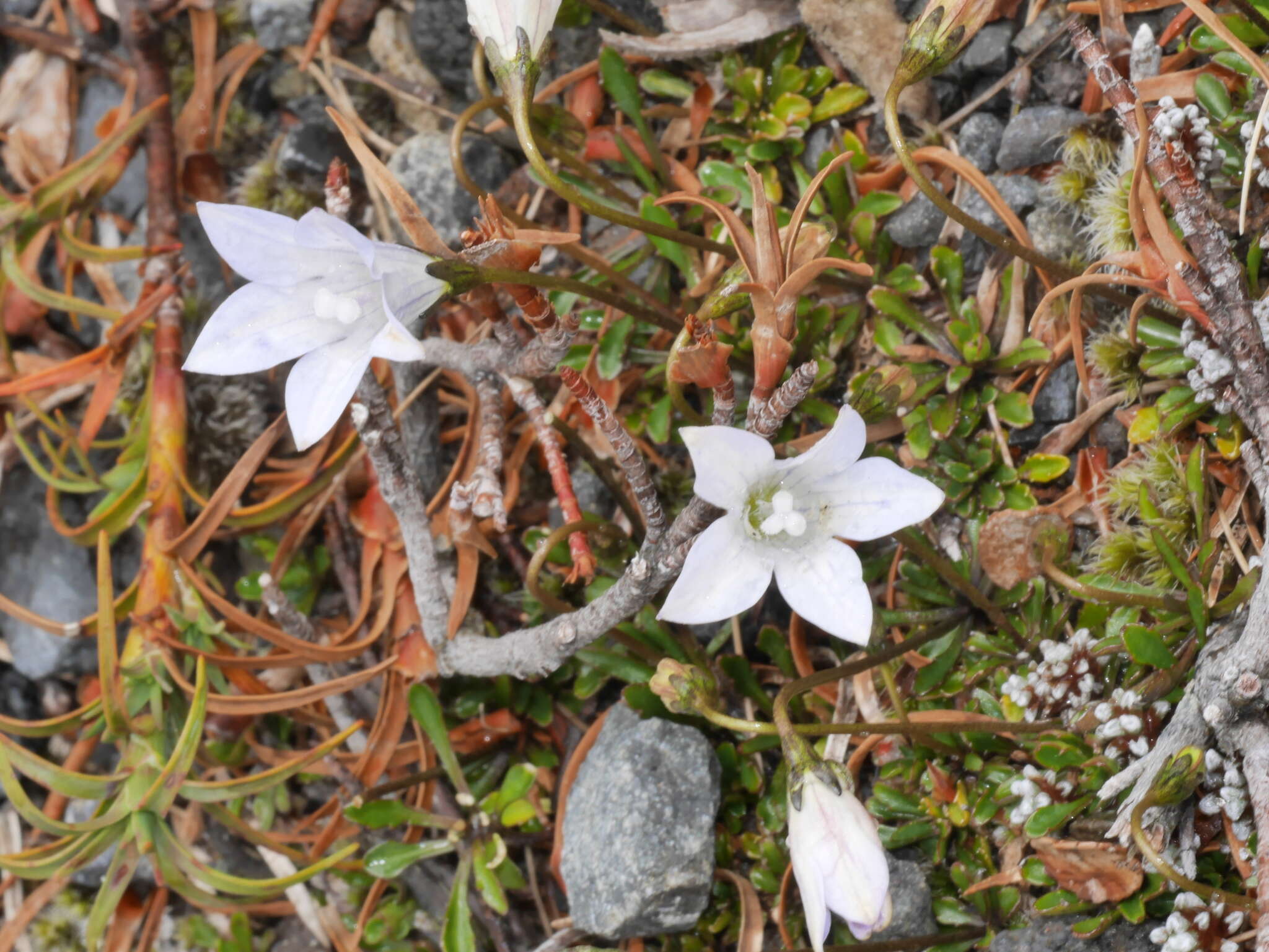 Image of Wahlenbergia pygmaea subsp. pygmaea