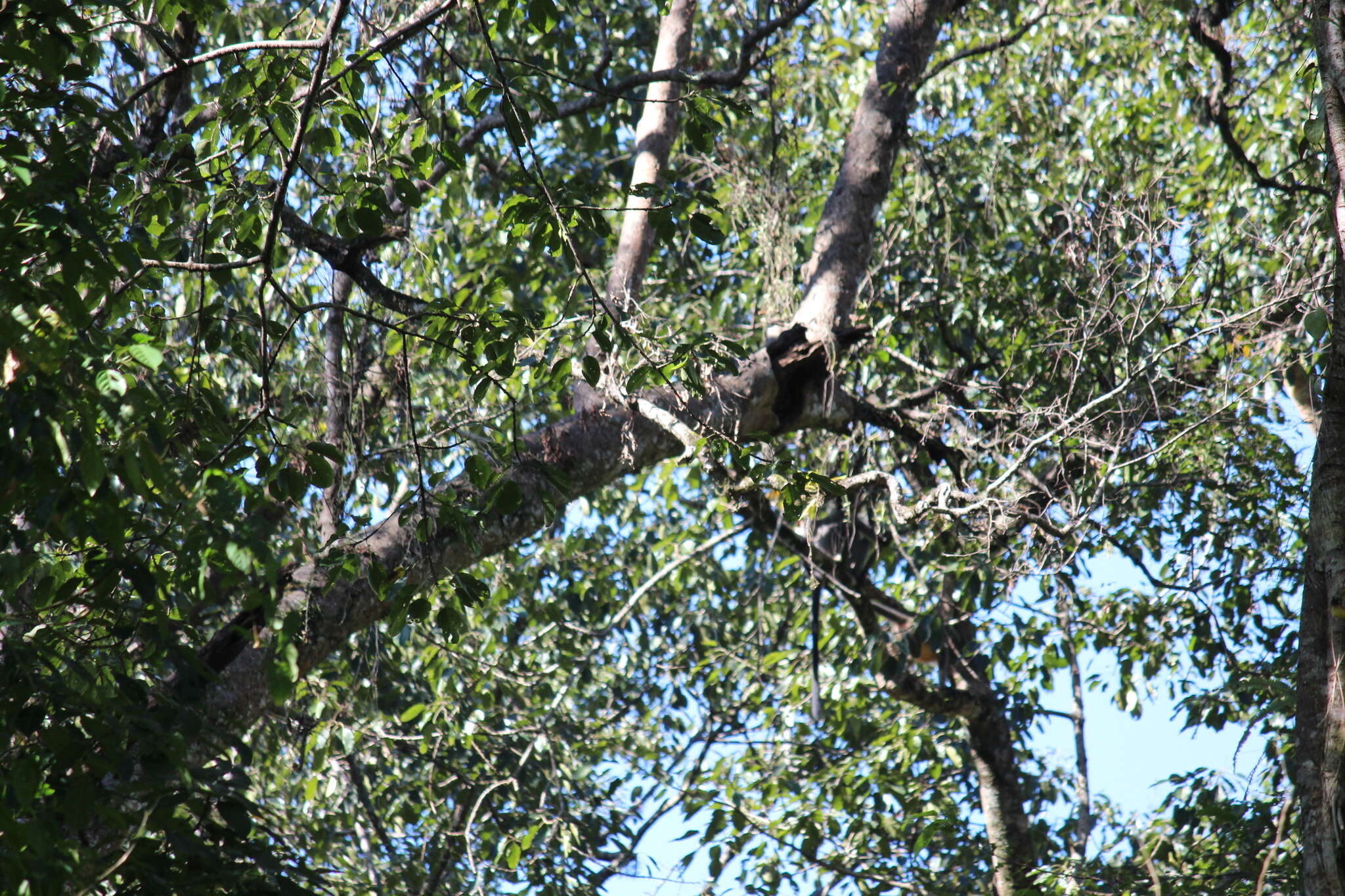 Image of Bonneted Langur