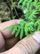 Image de Ellisia nyctelea (L.) L.