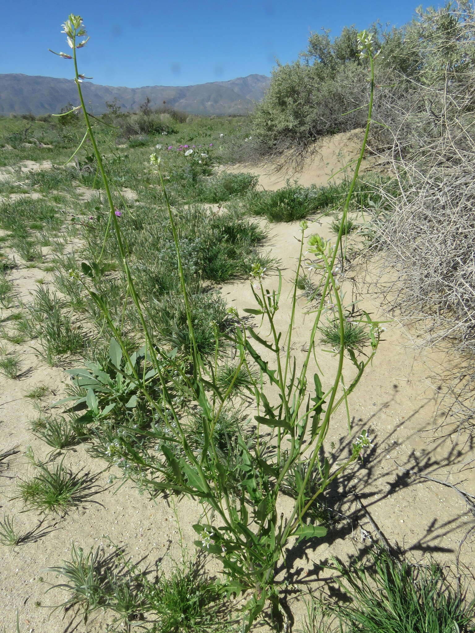 Image of California mustard