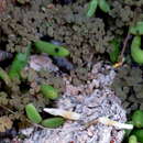 Sivun Oxalis lichenoides Salter kuva