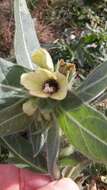 Image of black henbane