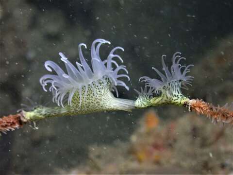 Image of jewel anemone