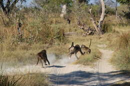 Image of Chacma Baboon