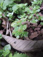Image of Pilea tetraphylla (Steud.) Bl.