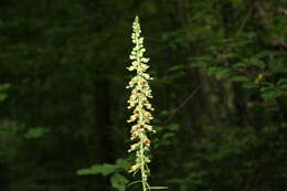 Imagem de Digitalis ferruginea subsp. schischkinii (Ivan.) Werner