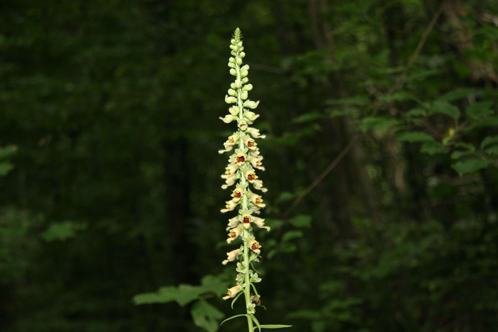 Слика од Digitalis ferruginea subsp. schischkinii (Ivan.) Werner