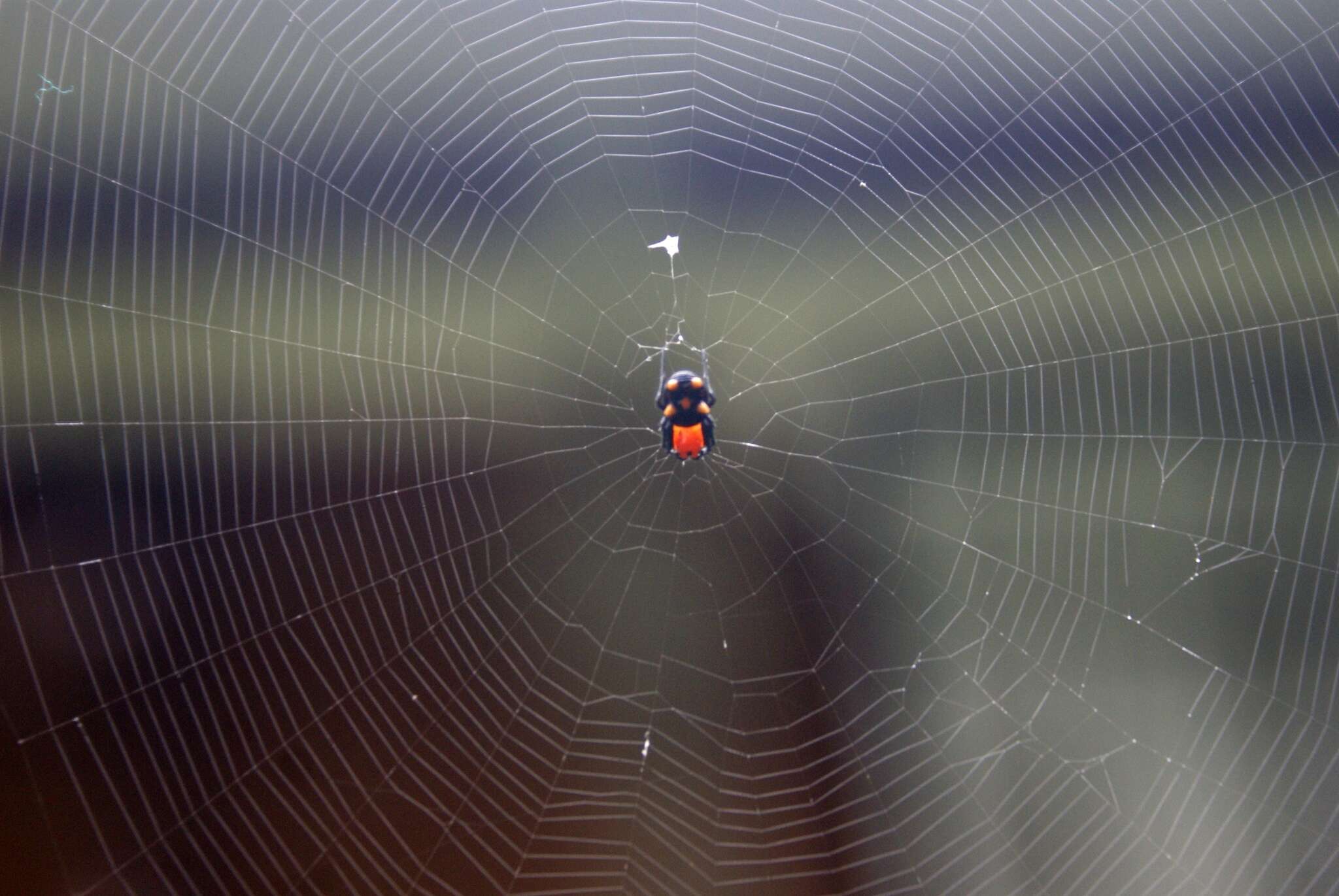 Image of Micrathena glyptogonoides Levi 1985