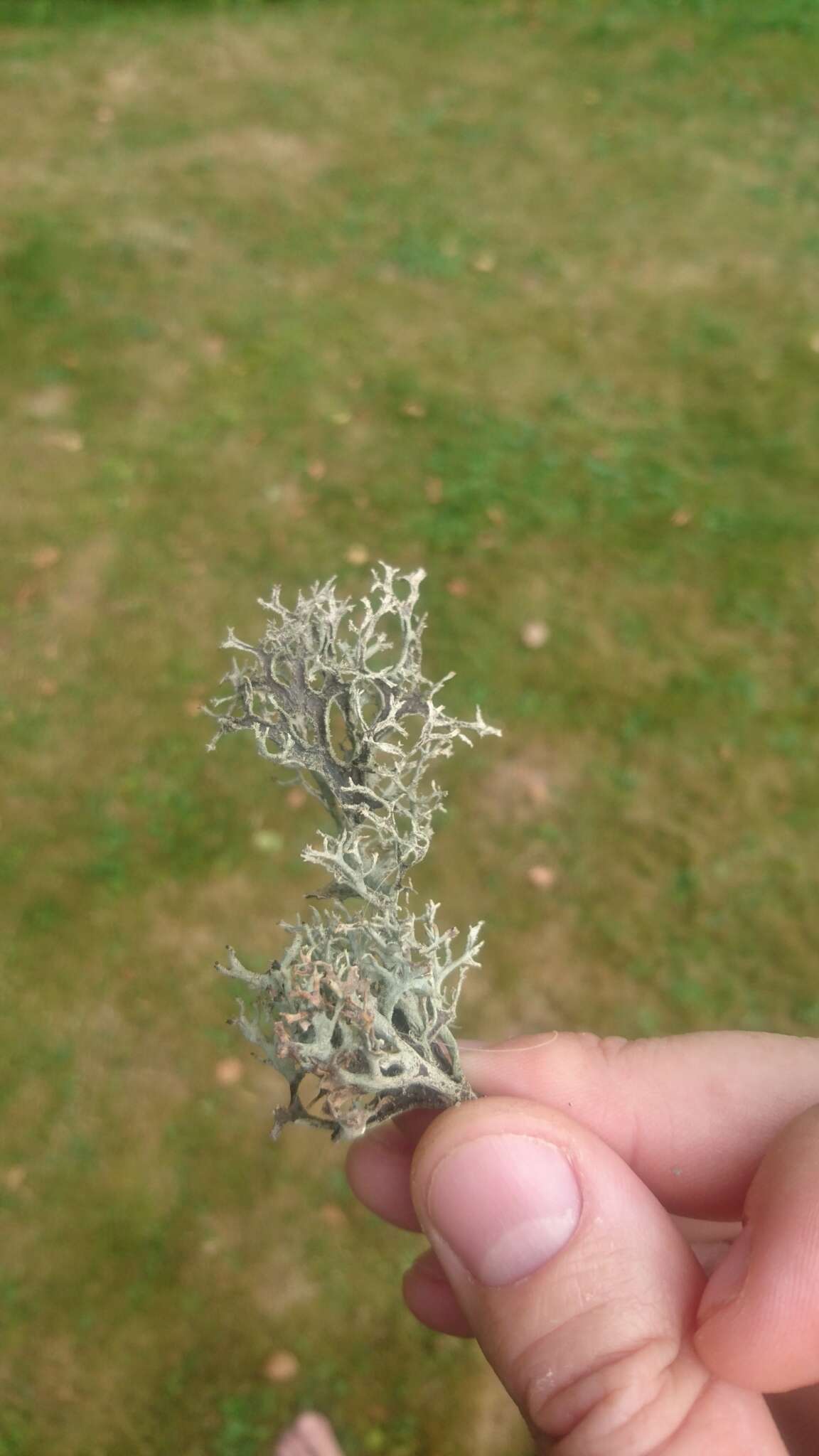 Image of light and dark lichen