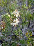 Image of Lomatia polymorpha R. Br.