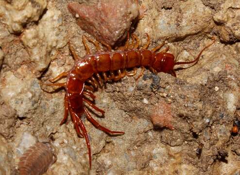 Eupolybothrus litoralis (L. Koch 1867) resmi