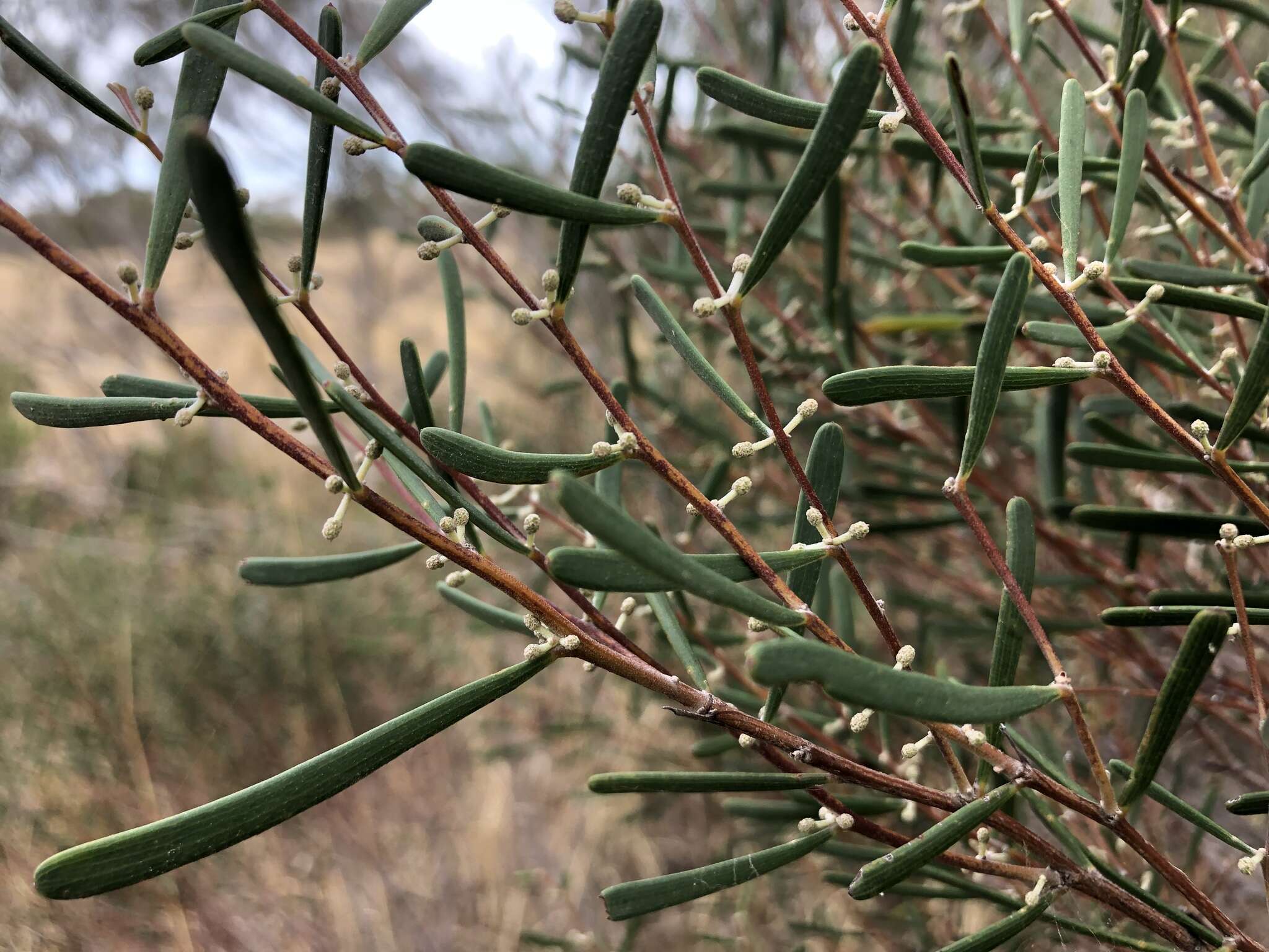 Image of Acacia farinosa Lindl.