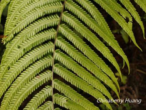 Image of Pseudocyclosorus esquirolii (C. Chr.) Ching