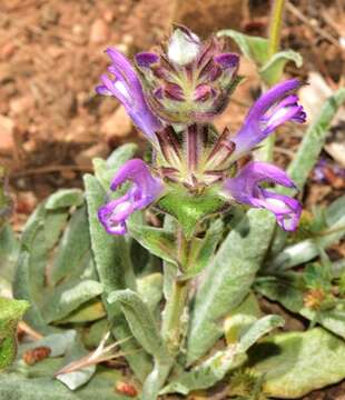 Image of Salvia phlomoides Asso