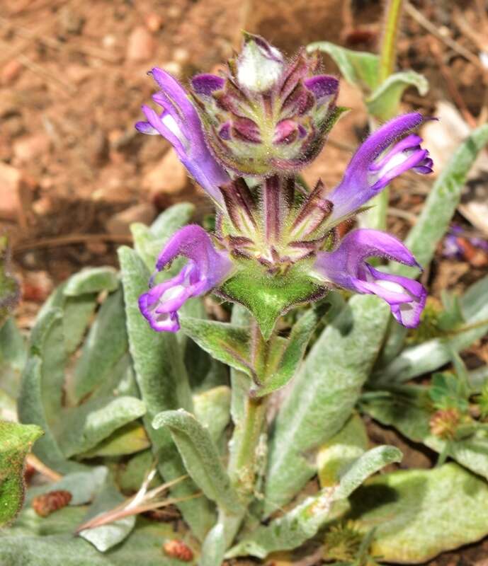 Imagem de Salvia phlomoides Asso