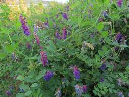 Image of Vicia amurensis Oett.