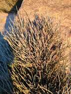 Ephedra alata Decne. resmi