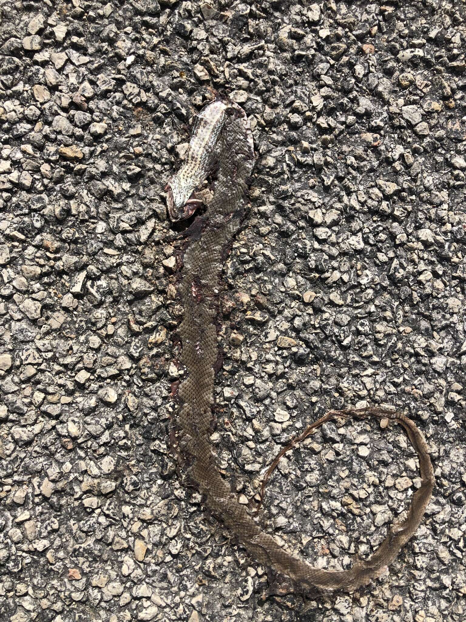 Image of Two-spotted Snake