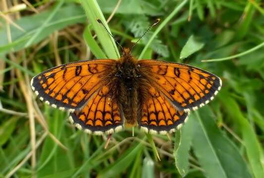 Image of Melitaea varia Meyer-Dür 1851