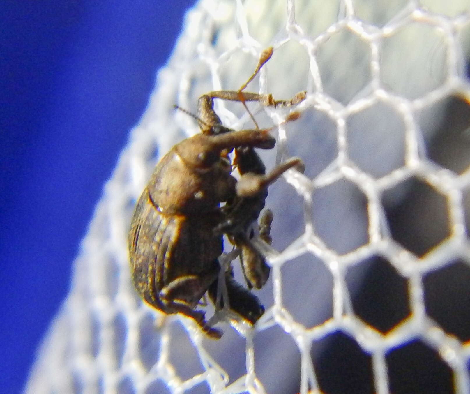Image of Waterhyacinth Weevils