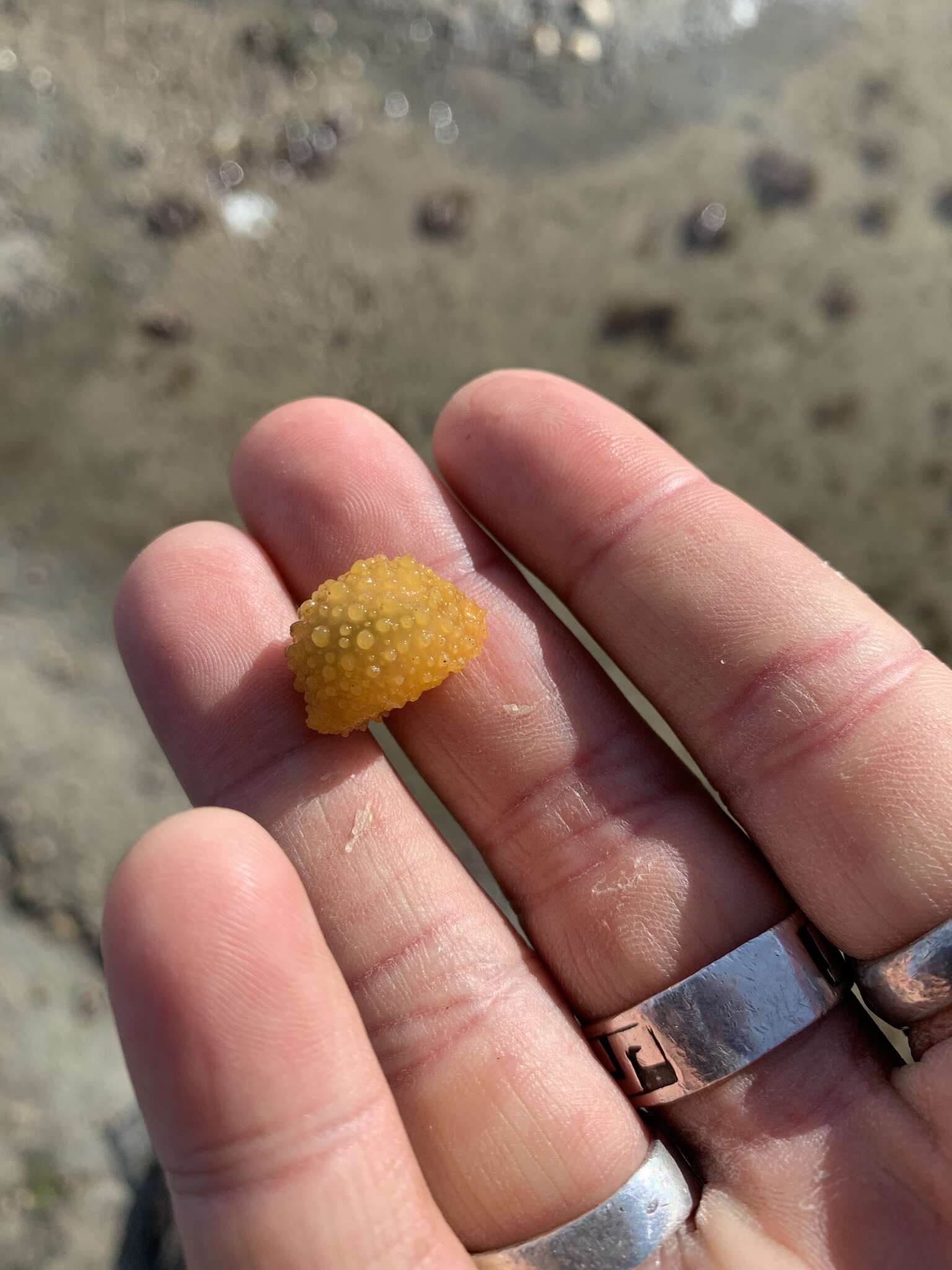 Image of Warty dorid