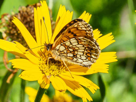 Imagem de Melitaea britomartis Assmann 1847