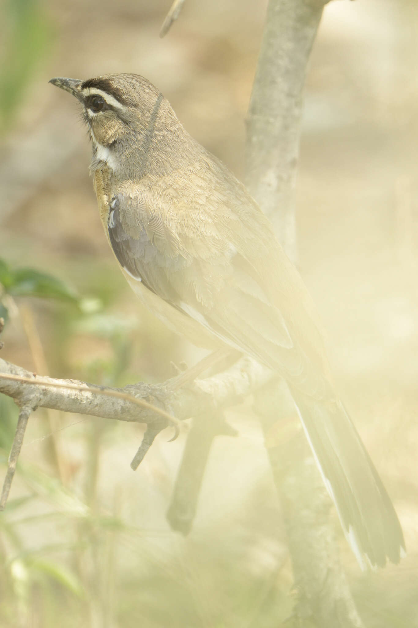 Image of Bearded Scrub Robin