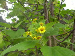 Image of Smallanthus pyramidalis (Triana) H. Rob.