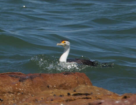 Plancia ëd Phalacrocorax varius (Gmelin & JF 1789)