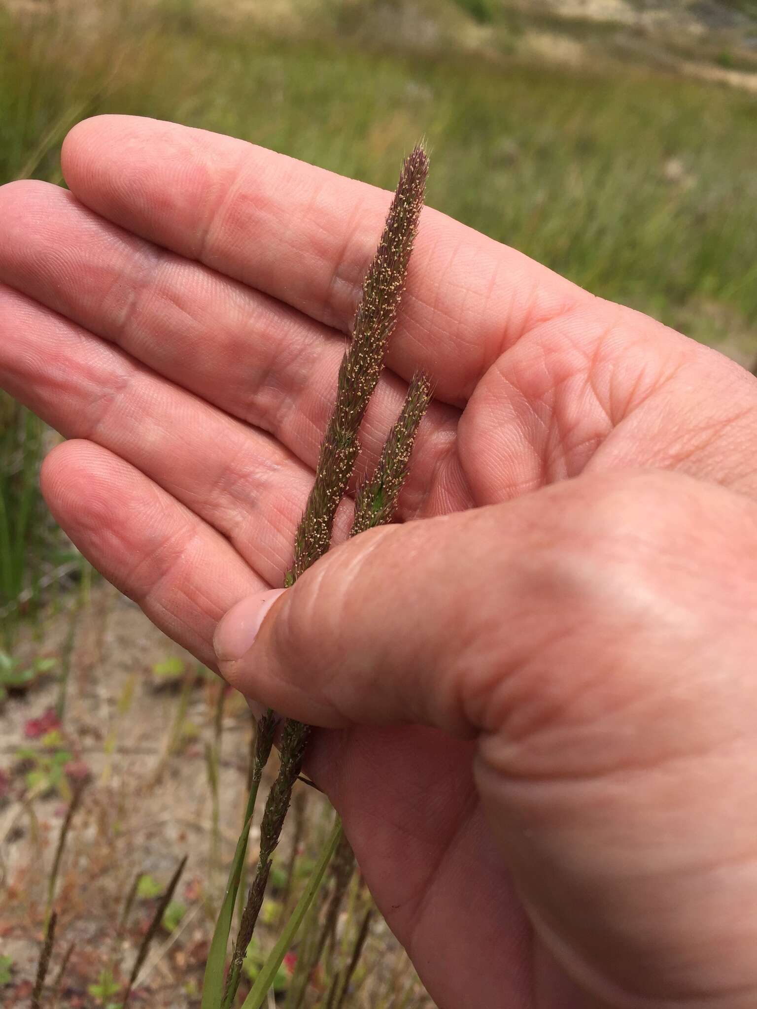 صورة Agrostis pallens Trin.