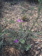 Image of Lampranthus affinis L. Bol.