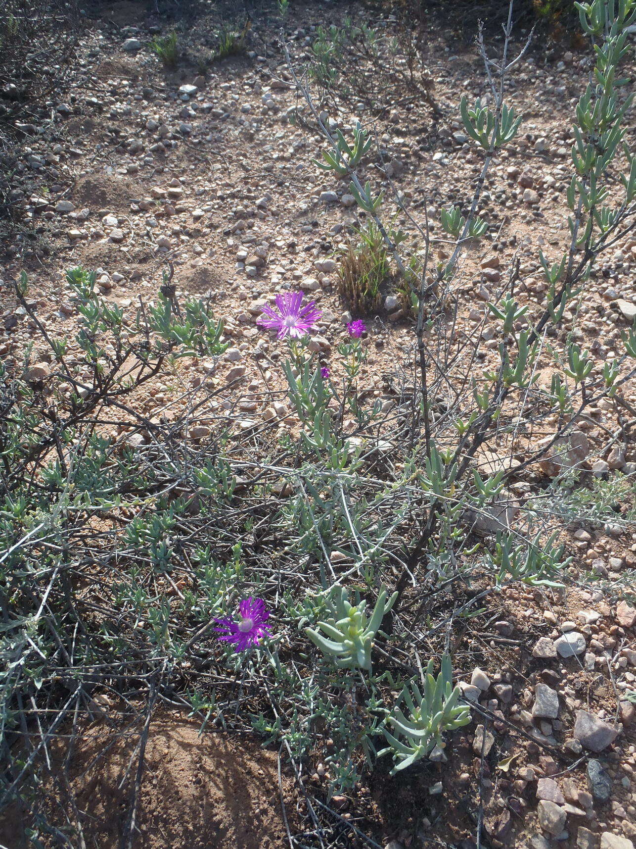 Image of Lampranthus affinis L. Bol.