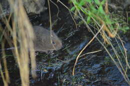 Image of Southern Water Vole