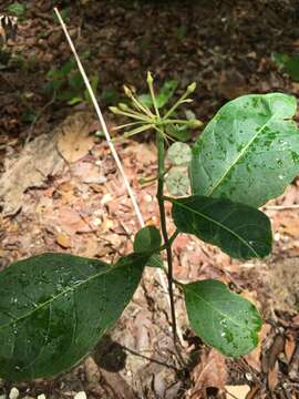 Image of redring milkweed