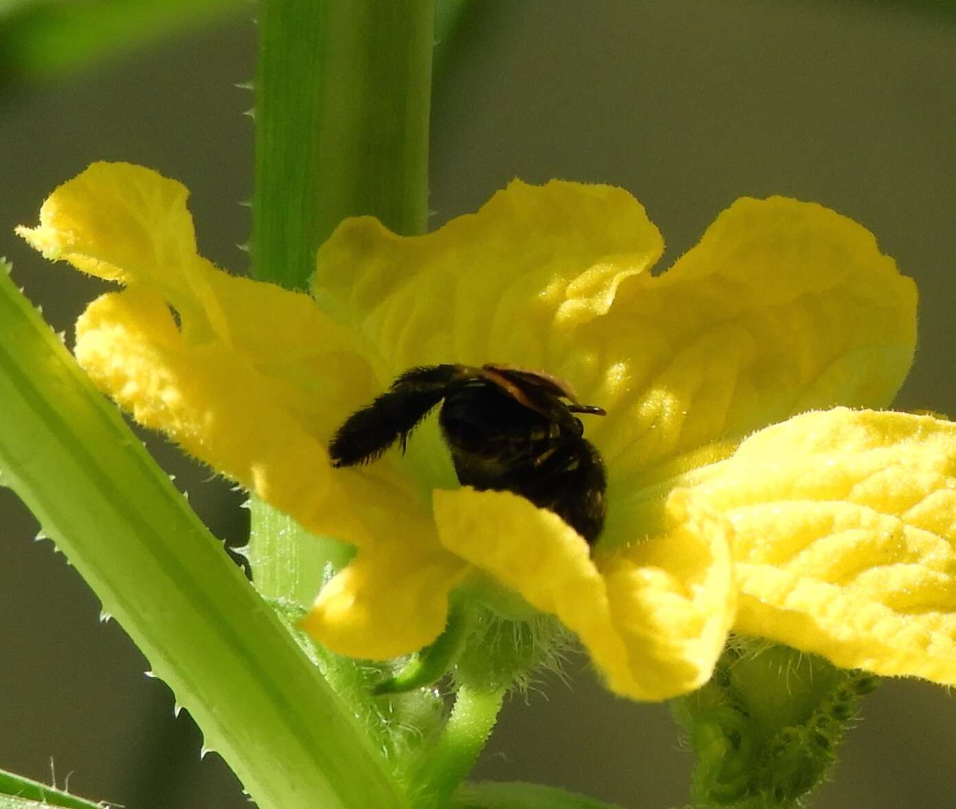 Image of Mourning Mimic-Oil bee