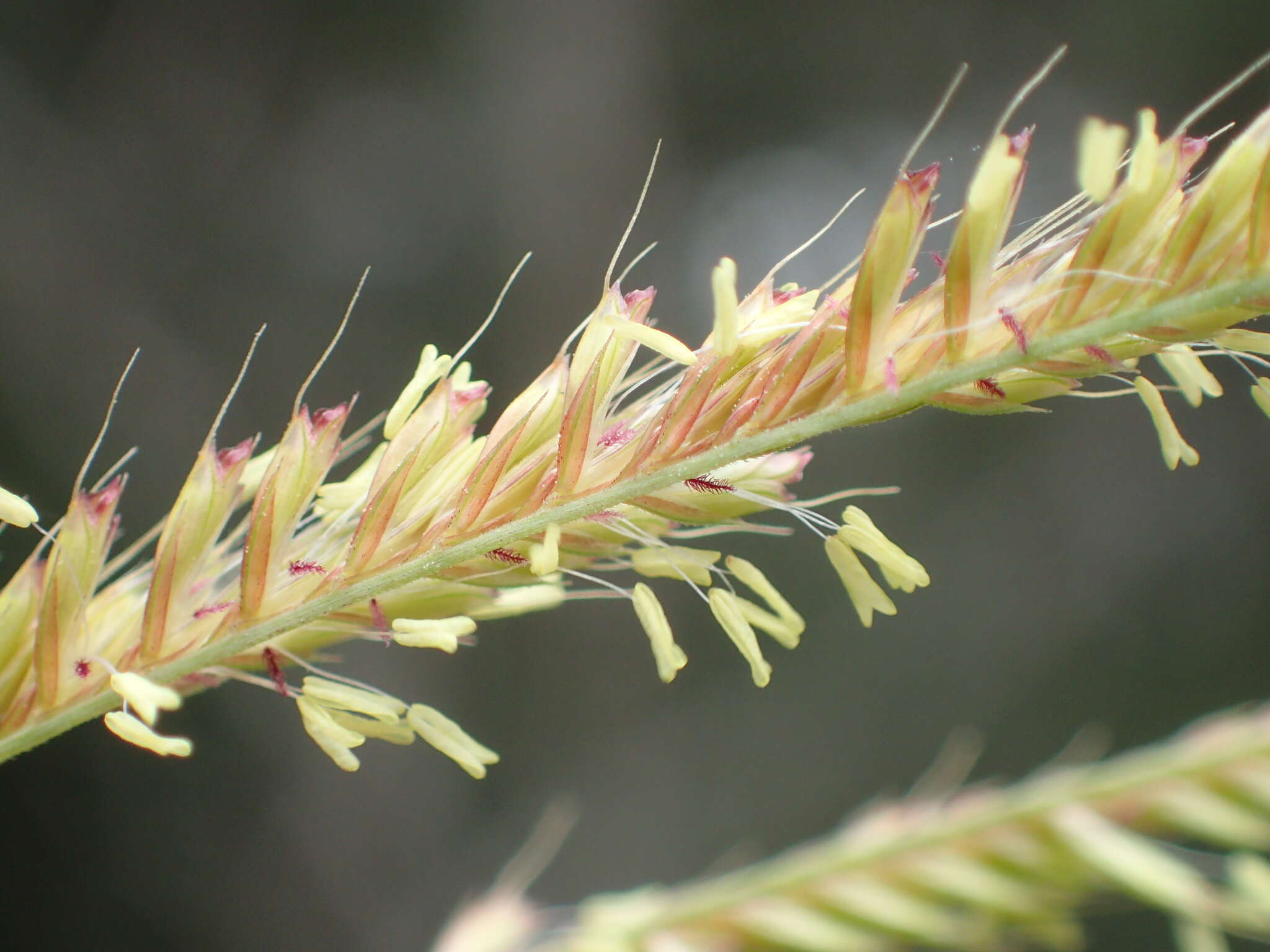 Image of Rhodes grass