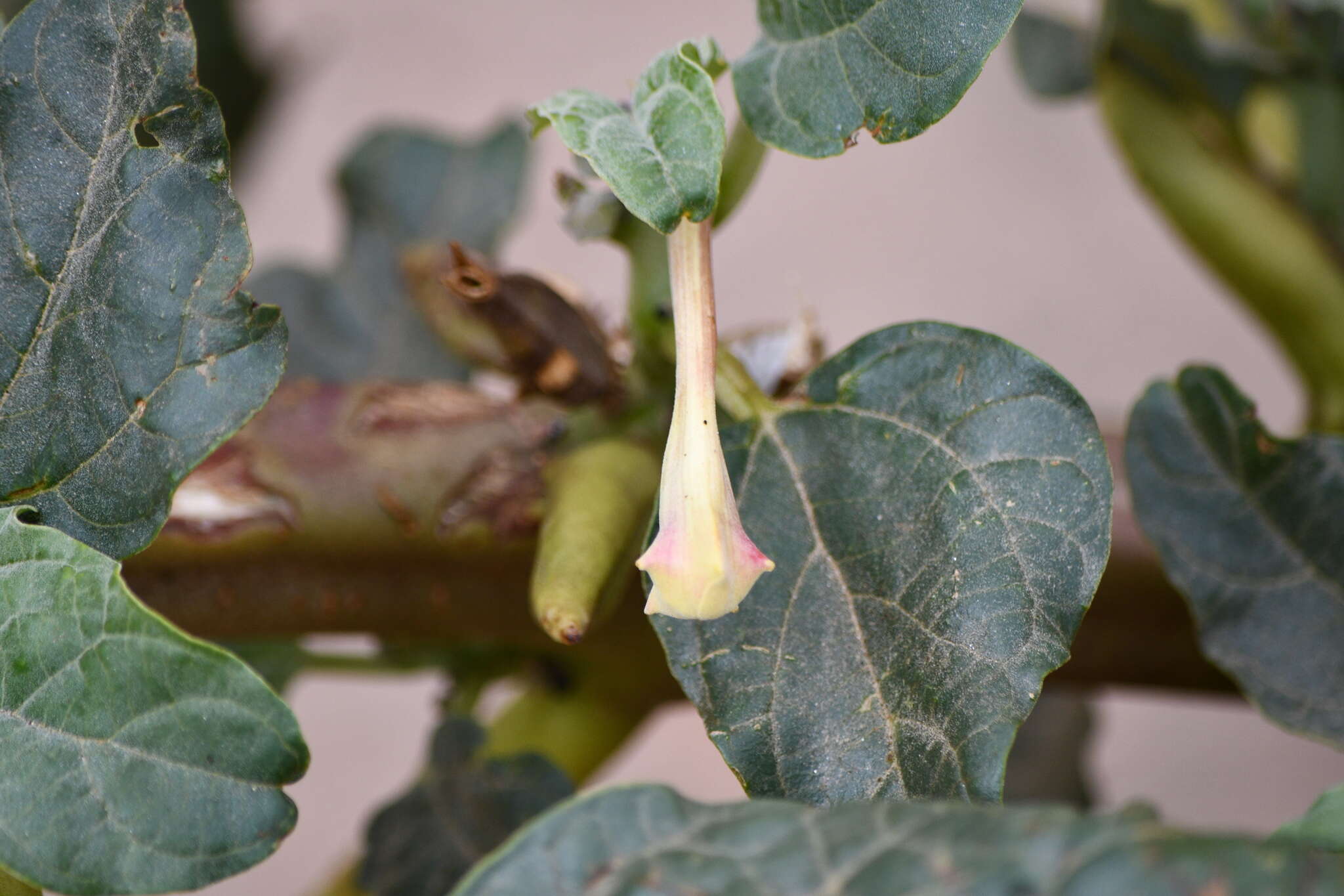 Image of Rogeria longiflora (Royen) J. Gay