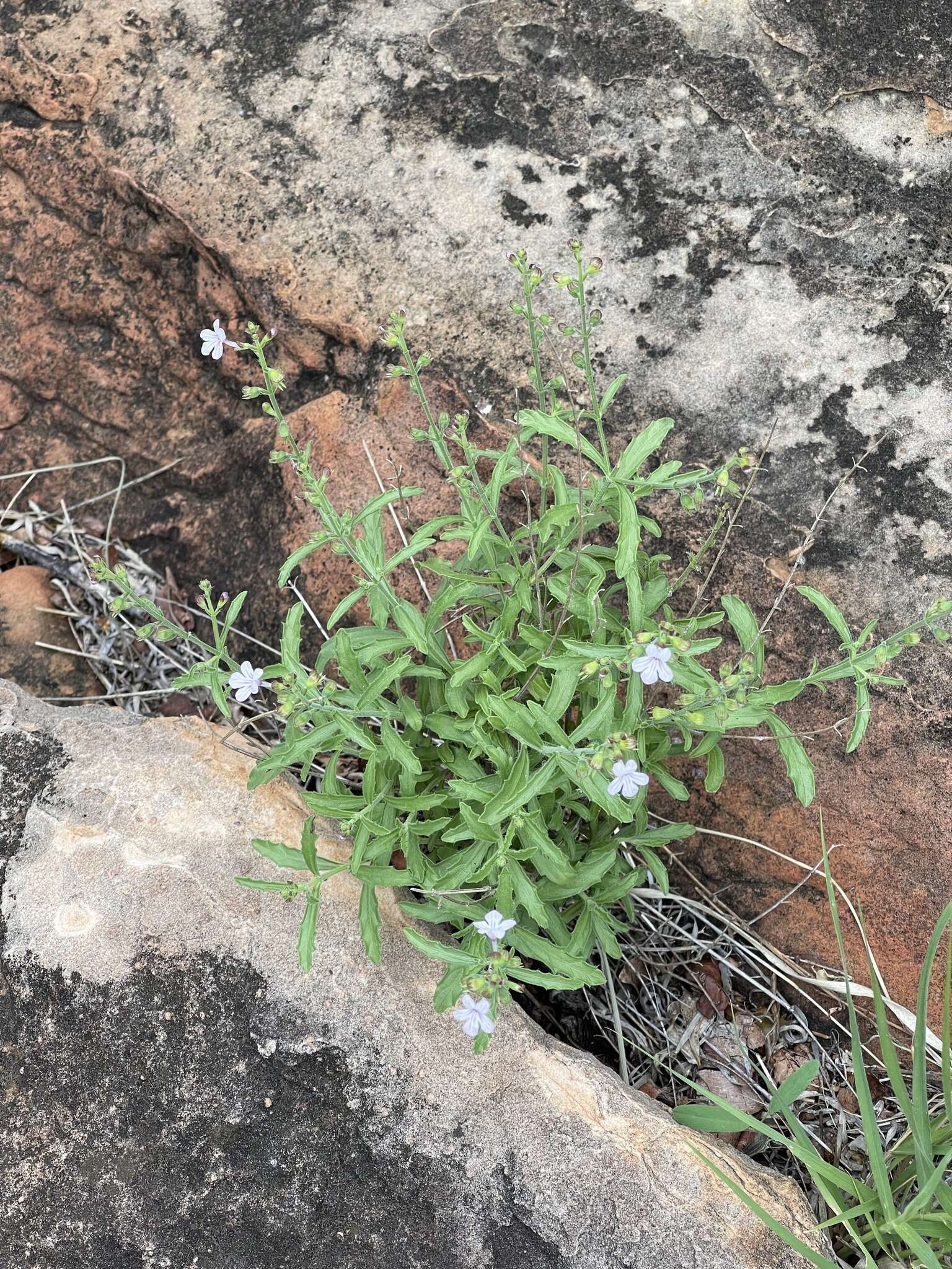 Image of Endostemon tenuiflorus (Benth.) M. R. Ashby