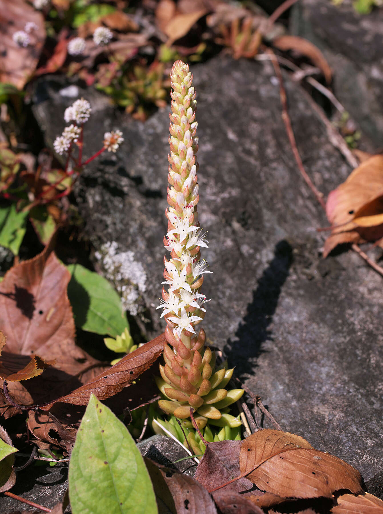 Image of Orostachys japonica A. Berger