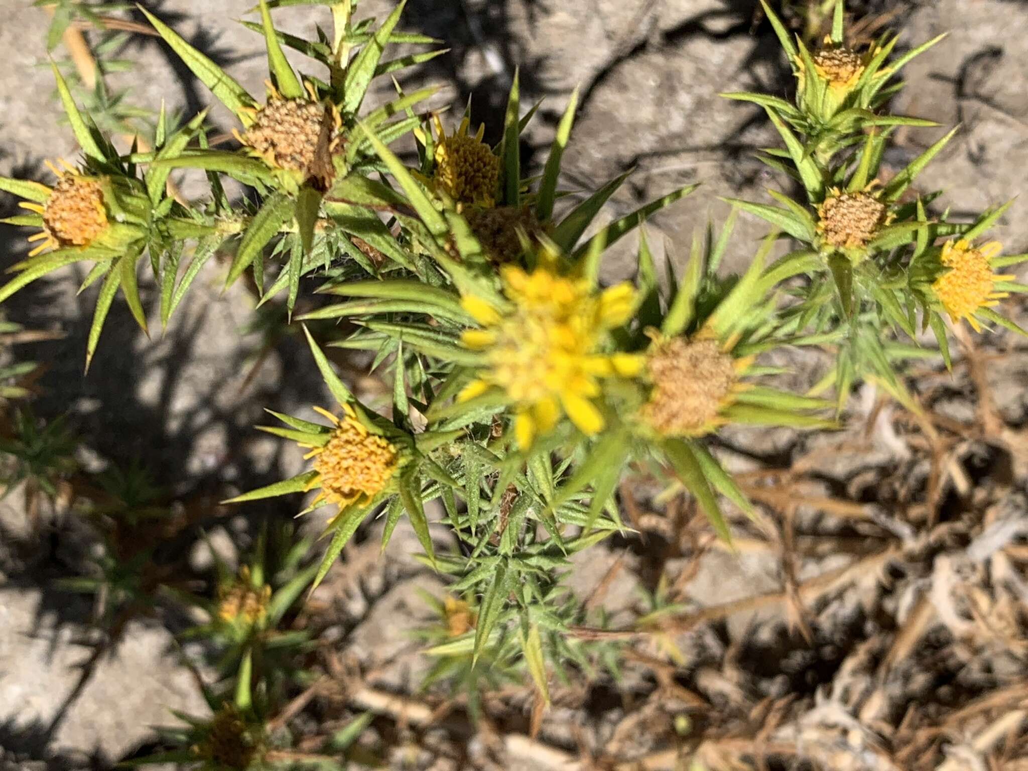 Image of Centromadia perennis Greene