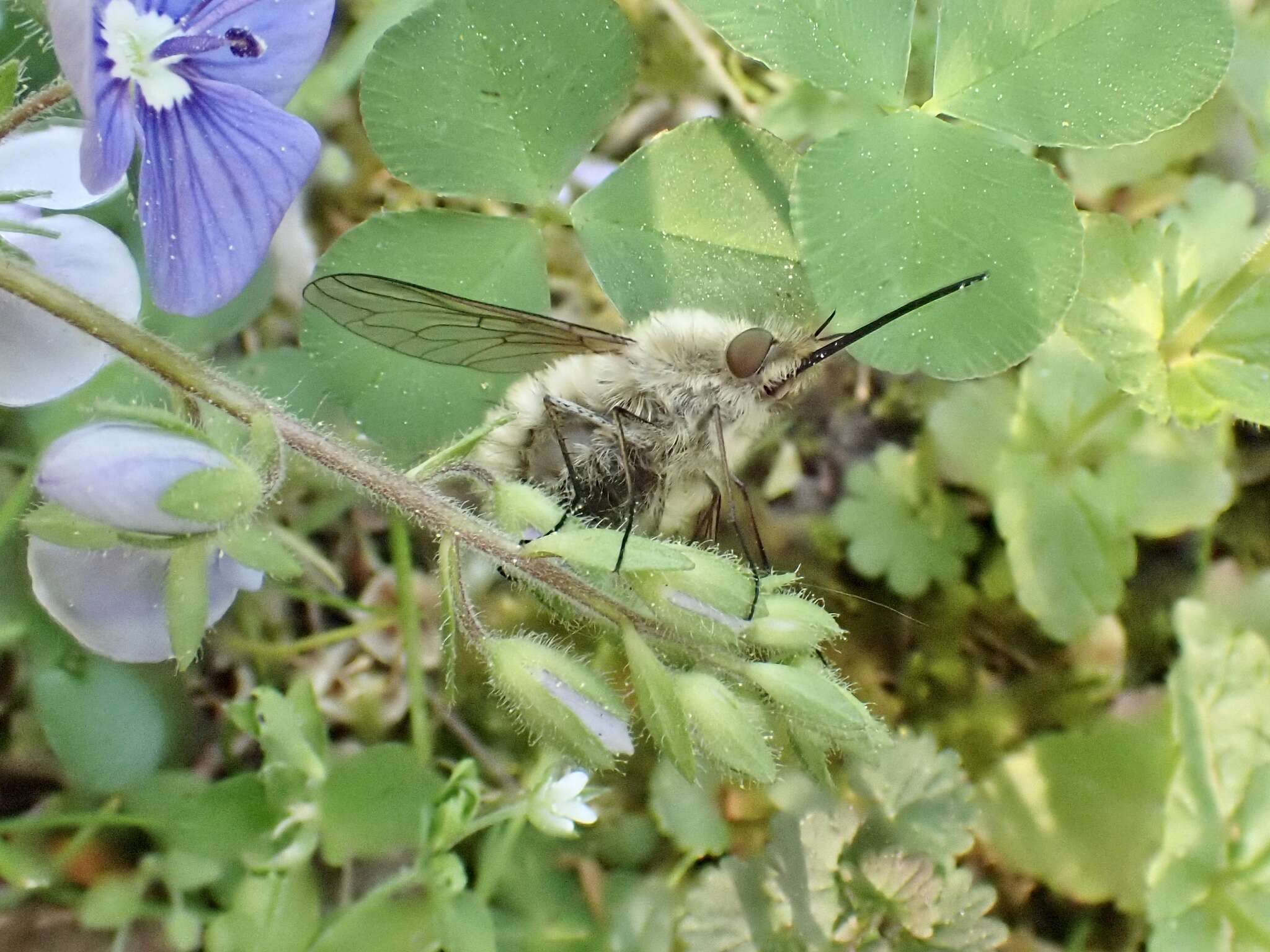 Image of Bombylius venosus Mikan 1796