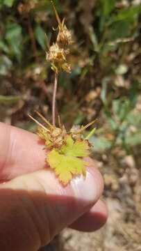 Image of Geranium ocellatum Cambess. ex Jacquem.