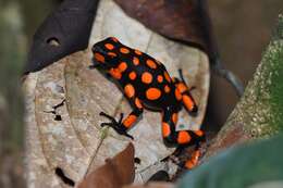 Image of Harlequin Poison Frog