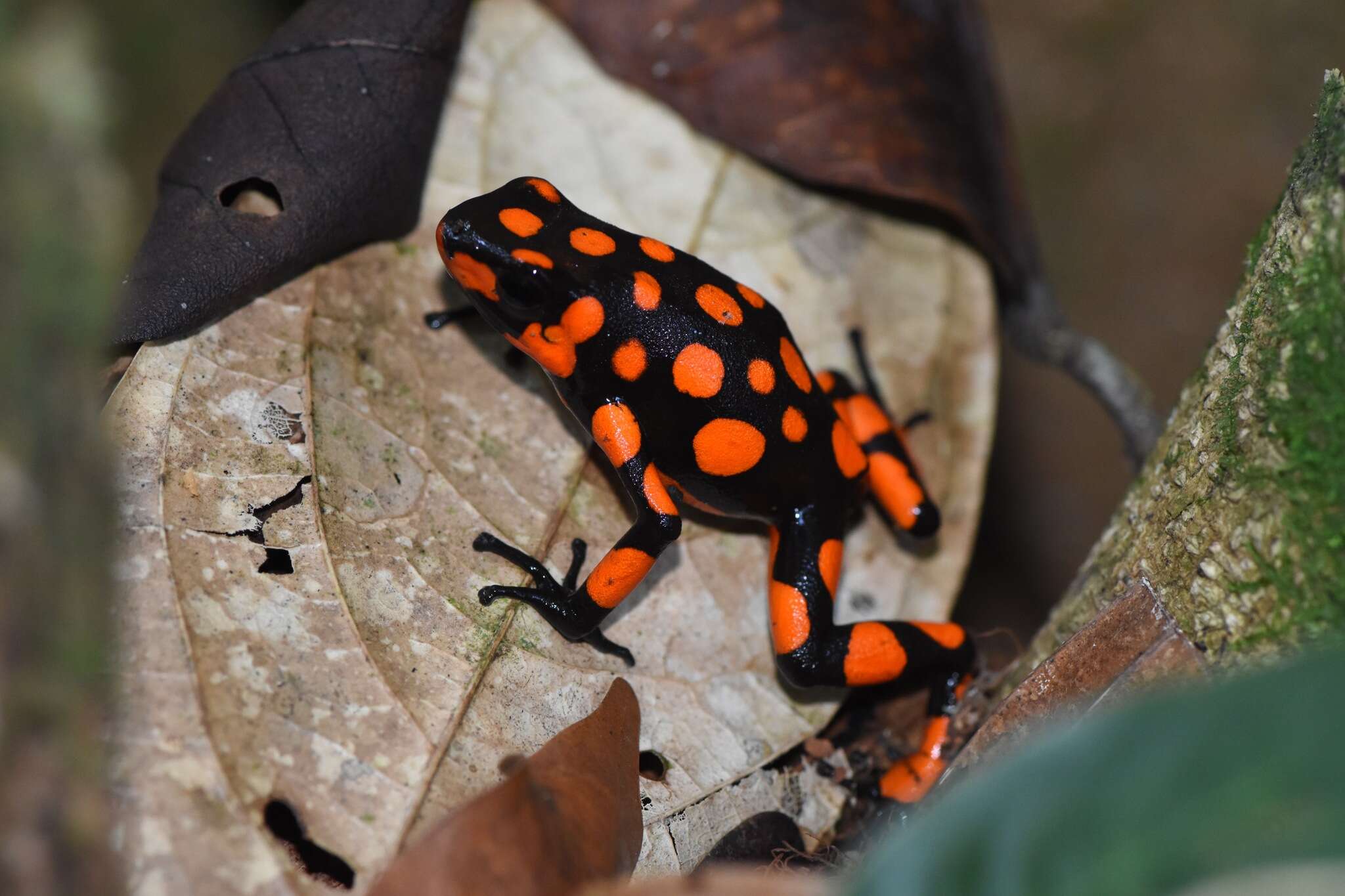 Image of Harlequin Poison Frog