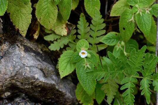 Image of Achimenes misera Lindl.