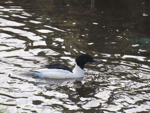 Image de Mergus merganser merganser Linnaeus 1758