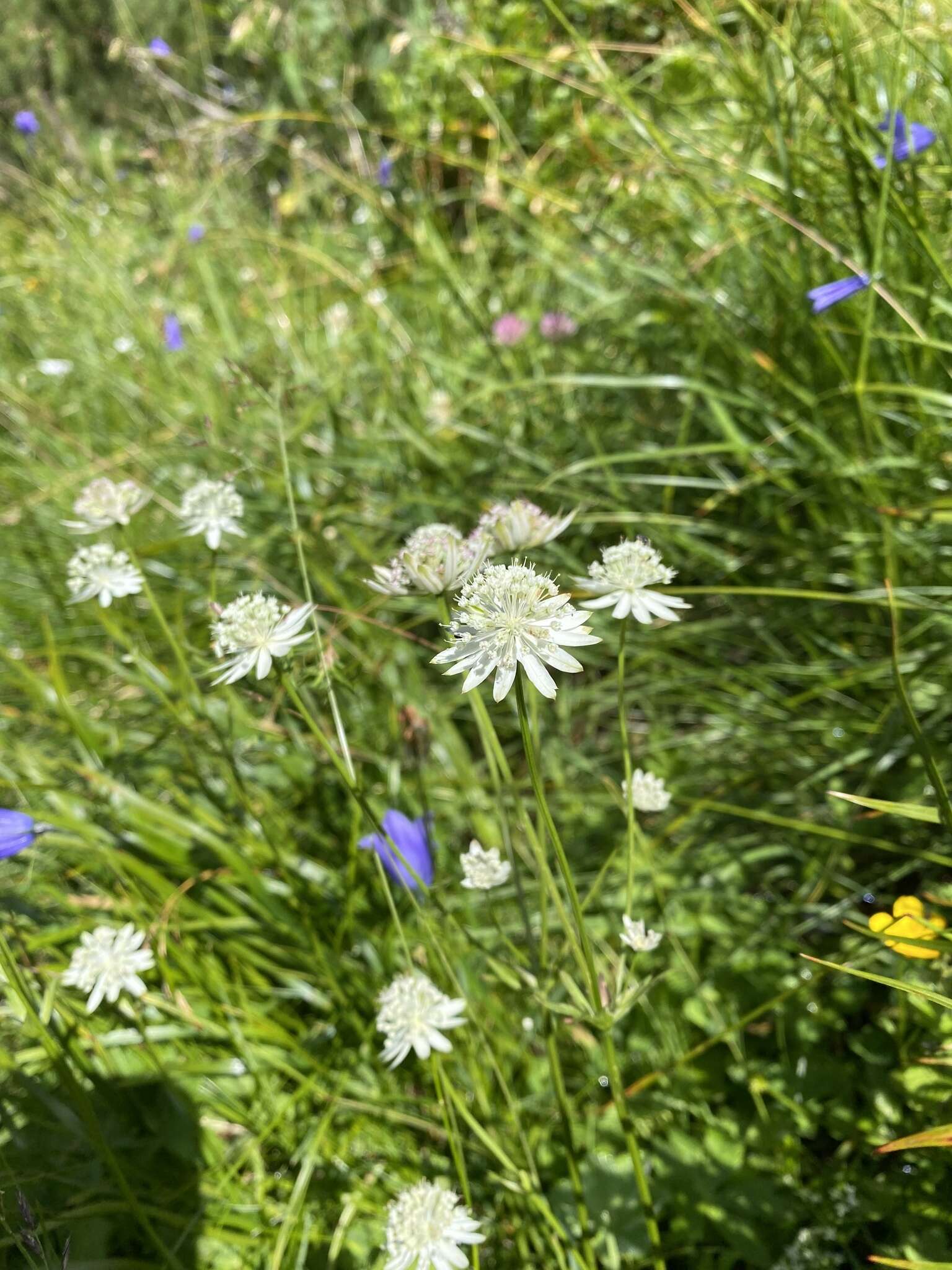 Imagem de Astrantia bavarica F. W. Schultz