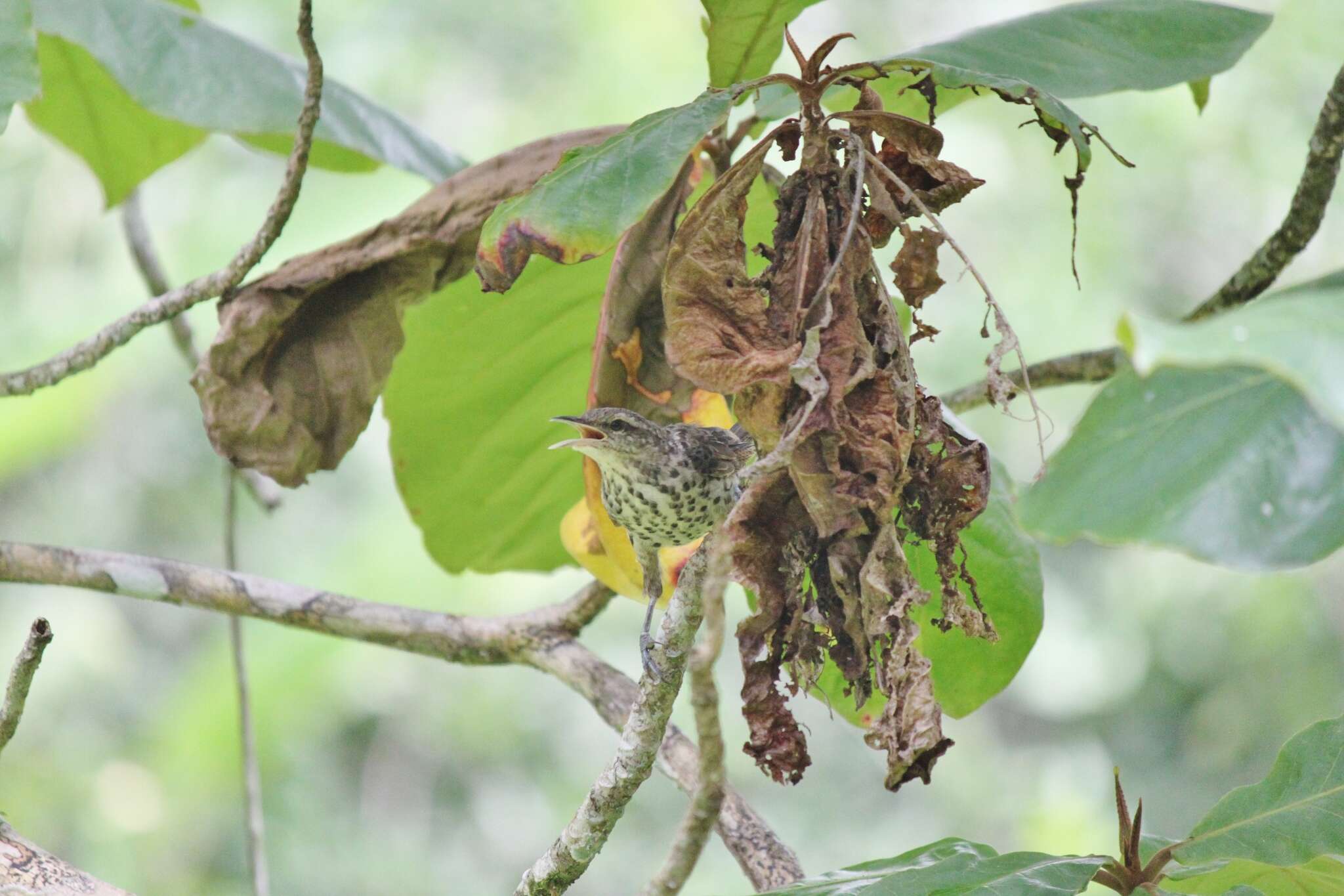 Image of Thrush-like Wren