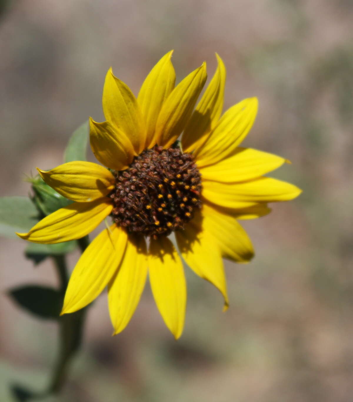 Image of common sunflower